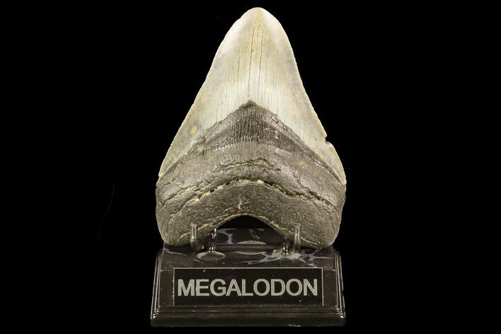 Fossil Megalodon Tooth - North Carolina #124333